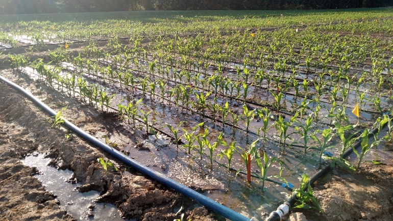 Weathering the Storm: How Climate-Smart Agriculture is Building Resilience